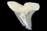 Hemipristis Fossil Shark Tooth - Bone Valley #99815-1